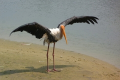 Sri Lanka oiseau