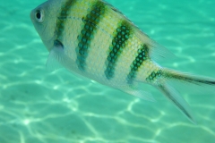 Thaïlande, île Koh Nang Yuan, plongée snorkeling, poissons et corail