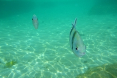 Thaïlande, île Koh Nang Yuan, plongée snorkeling, poissons et corail