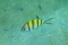 Thaïlande, île Koh Nang Yuan, plongée snorkeling, poissons et corail