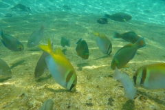 Thaïlande, île Koh Nang Yuan, plongée snorkeling, poissons et corail