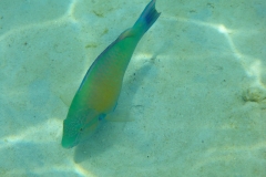 Thaïlande, île Koh Nang Yuan, plongée snorkeling, poissons et corail