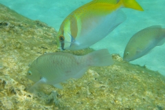 Thaïlande, île Koh Nang Yuan, plongée snorkeling, poissons et corail