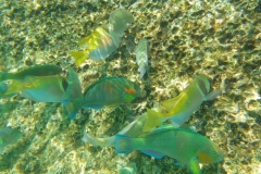 Thaïlande, île Koh Nang Yuan, plongée snorkeling, poissons et corail