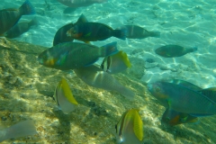 Thaïlande, île Koh Nang Yuan, plongée snorkeling, poissons et corail