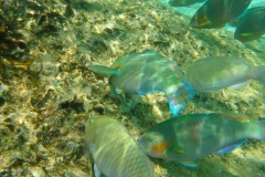 Thaïlande, île Koh Nang Yuan, plongée snorkeling, poissons et corail