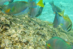 Thaïlande, île Koh Nang Yuan, plongée snorkeling, poissons et corail