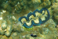 Thaïlande, île Koh Nang Yuan, plongée snorkeling, poissons et corail bénitier