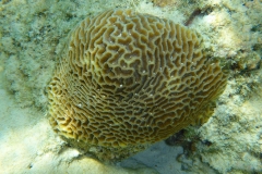 Thaïlande, île Koh Nang Yuan, plongée snorkeling, poissons et corail