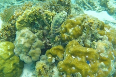 Thaïlande, île Koh Nang Yuan, plongée snorkeling, poissons et corail