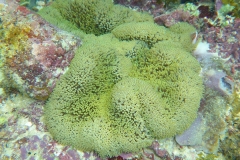 Thaïlande, île Koh Nang Yuan, plongée snorkeling, poissons et corail