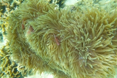 Thaïlande, île Koh Nang Yuan, plongée snorkeling, poissons et corail