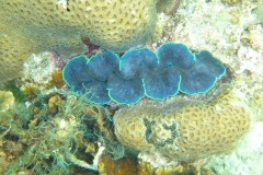 Thaïlande, île Koh Nang Yuan, plongée snorkeling, poissons et corail bénitier