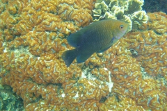 Thaïlande, île Koh Nang Yuan, plongée snorkeling, poissons et corail