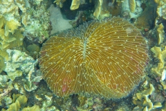 Thaïlande, île Koh Nang Yuan, plongée snorkeling, poissons et corail