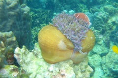 Thaïlande, île Koh Nang Yuan, plongée snorkeling, poissons et corail