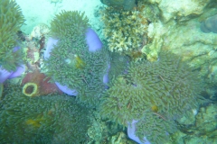 Thaïlande, île Koh Nang Yuan, plongée snorkeling, poissons et corail