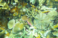 Thaïlande, île Koh Nang Yuan, plongée snorkeling, poissons et corail