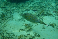 Thaïlande, île Koh Nang Yuan, plongée snorkeling, poissons et corail