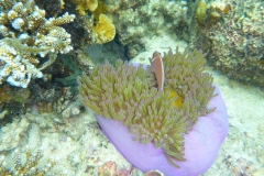 Thaïlande, île Koh Nang Yuan, plongée snorkeling, poissons et corail