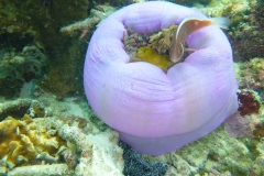 Thaïlande, île Koh Nang Yuan, plongée snorkeling, anémone et poisson clown