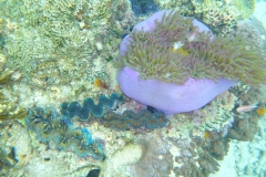 Thaïlande, île Koh Nang Yuan, plongée snorkeling, anémone et poisson clown