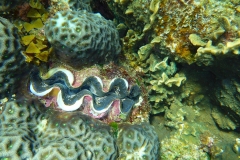 Thaïlande, île Koh Nang Yuan, plongée snorkeling, poissons et corail