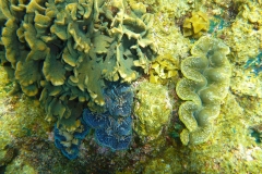 Thaïlande, île Koh Nang Yuan, plongée snorkeling, poissons et corail