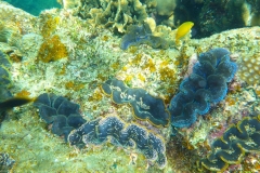 Thaïlande, île Koh Nang Yuan, plongée snorkeling, poissons et corail