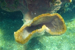 Thaïlande, île Koh Nang Yuan, plongée snorkeling, poissons et corail