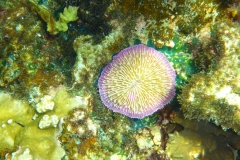 Thaïlande, île Koh Nang Yuan, plongée snorkeling, poissons et corail