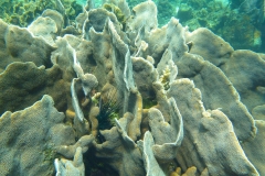 Thaïlande, île Koh Nang Yuan, plongée snorkeling, poissons et corail