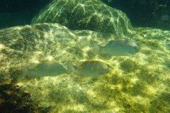 Thaïlande, île Koh Nang Yuan, plongée snorkeling, poissons et corail