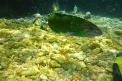 Thaïlande, île Koh Nang Yuan, plongée snorkeling, poissons et corail