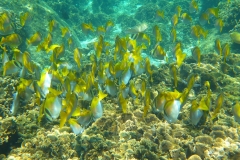 Thaïlande, île Koh Nang Yuan, plongée snorkeling, poissons et corail