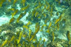 Thaïlande, île Koh Nang Yuan, plongée snorkeling, poissons et corail