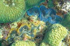 Thaïlande, île Koh Nang Yuan, plongée snorkeling, poissons et corail