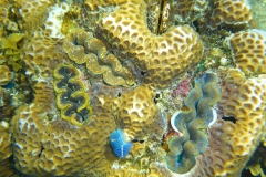 Thaïlande, île Koh Nang Yuan, plongée snorkeling, poissons et corail