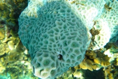 Thaïlande, île Koh Nang Yuan, plongée snorkeling, poissons et corail