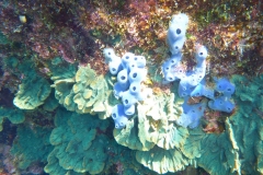 Thaïlande, île Koh Nang Yuan, plongée snorkeling, poissons et corail