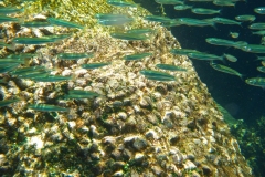 Thaïlande, île Koh Nang Yuan, plongée snorkeling, poissons et corail