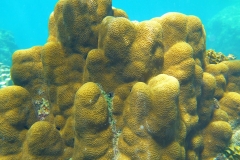 Thaïlande, île Koh Nang Yuan, plongée snorkeling, poissons et corail