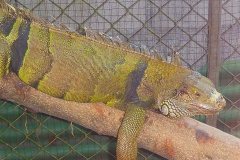 Thaïlande, île Koh Samui, caméléon