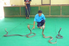 Thaïlande, île Koh Samui, Ferme aux crocodiles, serpents cobras