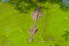 Thaïlande, île Koh Samui, Ferme aux crocodiles