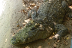 Thaïlande, île Koh Samui, Ferme aux crocodiles