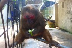 Thaïlande, île Koh Samui, singe