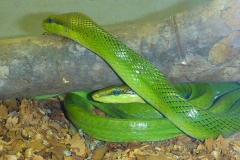 Thaïlande, île Koh Samui, serpent vert