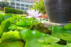 Thaïlande, île Koh Samui, Chaweng, lotus bleu