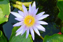 Thaïlande, île Koh Samui, Chaweng, lotus bleu